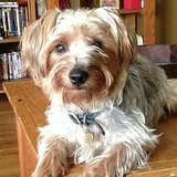 The Internet Steps Up to Save a Very Small, Very Brave Dog The Internet Steps Up to Save a Very Small, Very Brave Dog