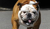 10 Animals That Hold Guinness World Records 10 Animals That Hold Guinness World Records