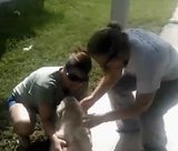 Lost Dog Found 1 Year Later Lost Dog Found 1 Year Later