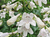 Great Design Plant: Try Penstemon Digitalis for Showy White Blooms (4 photos) Great Design Plant: Try Penstemon Digitalis for Showy White Blooms (4 photos)