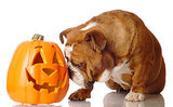 Do Dogs Get Jealous? A New Study Says Yes Do Dogs Get Jealous? A New Study Says Yes