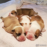 Bulldog Puppies Making Out Put <em>Fifty Shades</em> to Shame Bulldog Puppies Making Out Put <em>Fifty Shades</em> to Shame