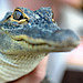 Alligator Escapes from Michigan Zoo with Help from Tortoise Accomplice Alligator Escapes from Michigan Zoo with Help from Tortoise Accomplice