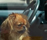 Dog Locked in Hot Car -- What to Do? Dog Locked in Hot Car -- What to Do?