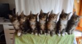 Maine Coon Kittens Move in Perfect Unison Maine Coon Kittens Move in Perfect Unison