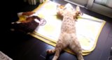 Kitten Takes a Relaxing Snooze While Lying Flat on Its Back Kitten Takes a Relaxing Snooze While Lying Flat on Its Back