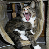 I Wish I Could "Freeze" My Cats in These 6 Positions I Wish I Could "Freeze" My Cats in These 6 Positions