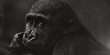 11 Things You Should Know Before Planning Your Next Trip To The Zoo 11 Things You Should Know Before Planning Your Next Trip To The Zoo
