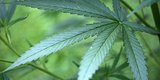 Drivers Got High On Federal Weed For A Stoned Driving Study Drivers Got High On Federal Weed For A Stoned Driving Study