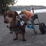 Meet a Two-Legged Dog-Racing Wonder, Anderson Pooper Meet a Two-Legged Dog-Racing Wonder, Anderson Pooper