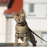 A Kentucky Town Makes Residents Leash Their Cats A Kentucky Town Makes Residents Leash Their Cats