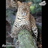 Big Cat Rescue Saves Captive Wild Cats from Neglect, Abuse Big Cat Rescue Saves Captive Wild Cats from Neglect, Abuse