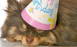 It's DOGust 1: Which Means It's Your Birthday, Shelter Pups! It's DOGust 1: Which Means It's Your Birthday, Shelter Pups!