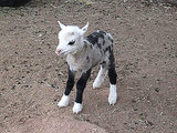 Meet the 'Geep': Butterfly the Goat/Sheep Hybrid is Super Cute Meet the 'Geep': Butterfly the Goat/Sheep Hybrid is Super Cute