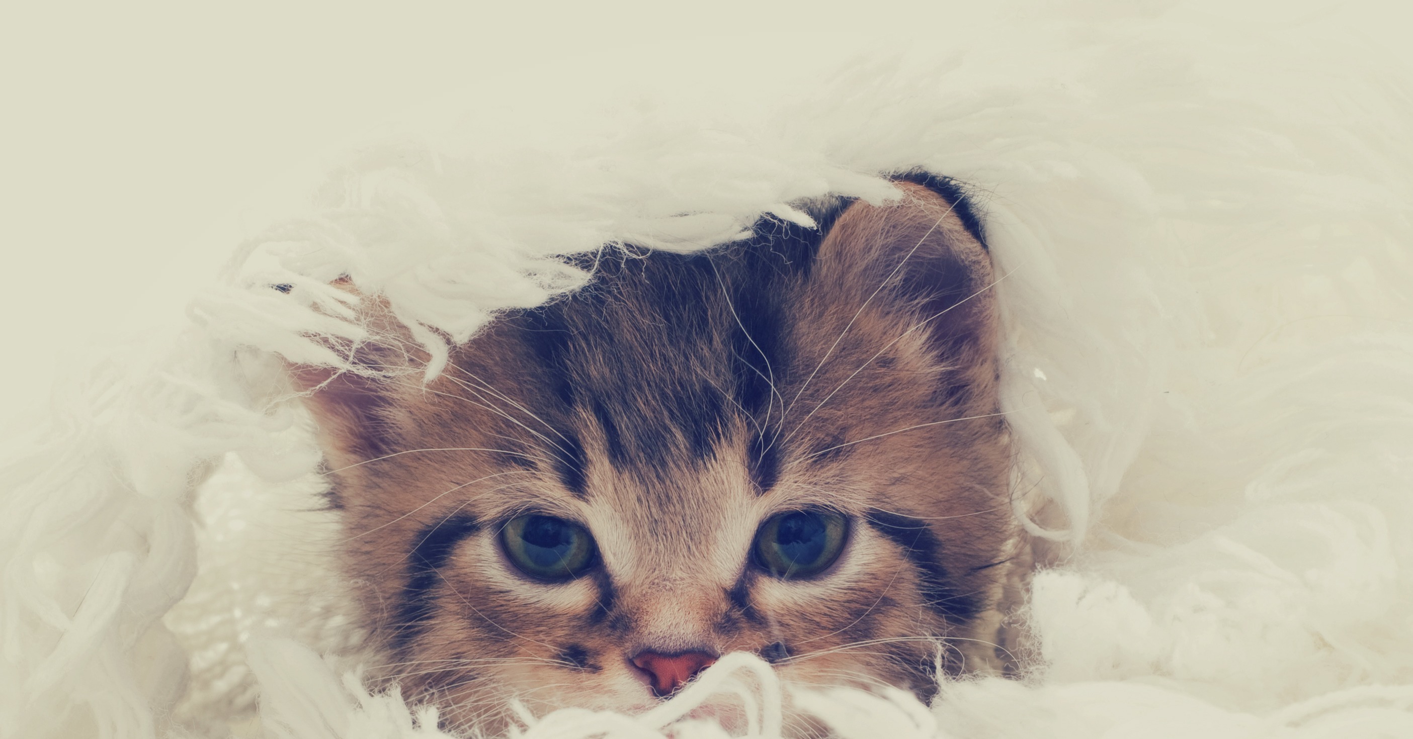 Fluff on Fluff 18 Times You Wished You Were a Cat POPSUGAR Pets