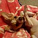 Playing with my paws!