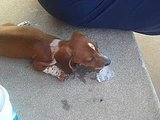 I Love my Dogs!