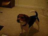 Tossy Pouncey 1