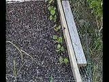 my garden now( much better)