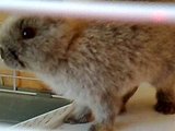 Close-up bunny