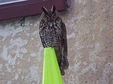An Owl in Brooklyn