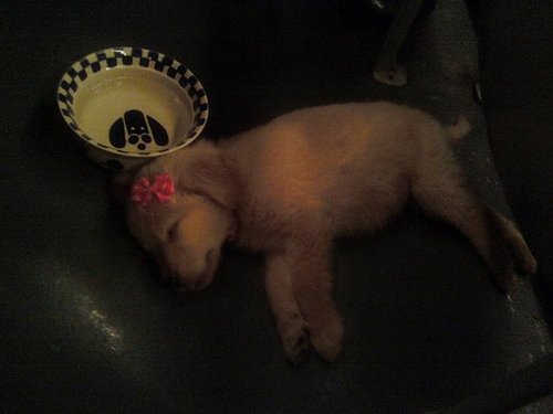 My new pup Nalaa