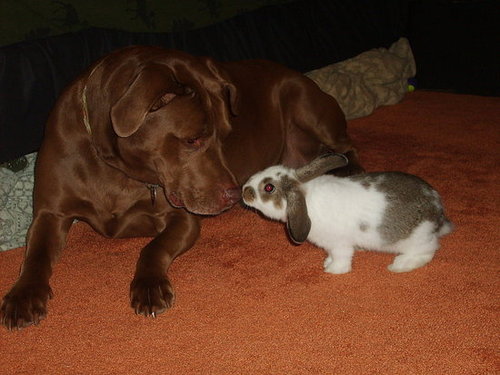 Wendy Woo and Rascal Too 
