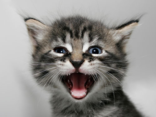 The Crazy Cat