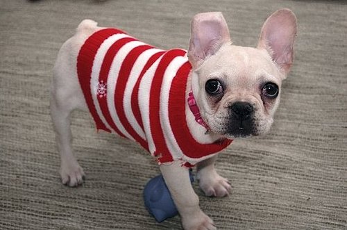 Olive's First Christmas