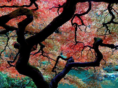 The Tree