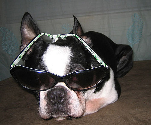 North Models My Thakoon Sunglasses