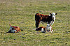 Pasture Raised Veal Gaining Popularity