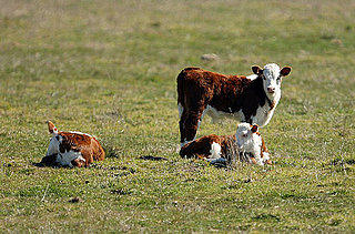 Pasture Raised Veal Gaining Popularity