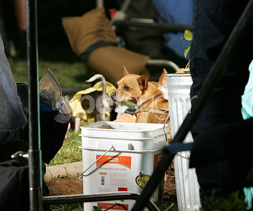 Behind-the-Scenes of Beverly Hills Chihuahua 2 Behind-the-Scenes of Beverly Hills Chihuahua 2