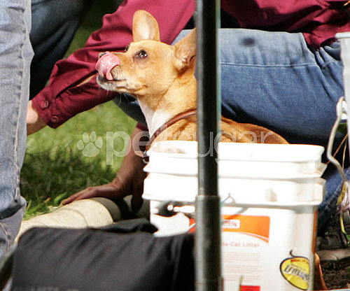 Behind-the-Scenes of Beverly Hills Chihuahua 2 Behind-the-Scenes of Beverly Hills Chihuahua 2