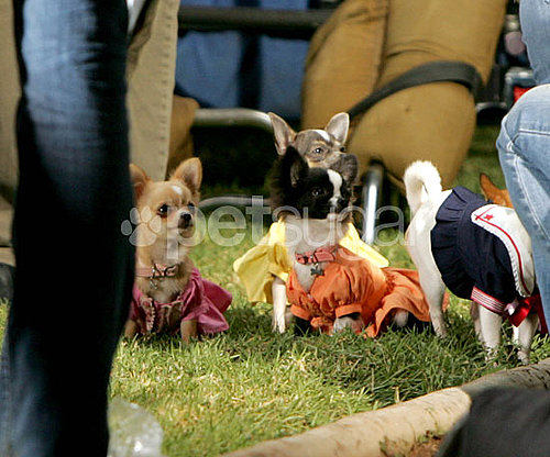 Behind-the-Scenes of Beverly Hills Chihuahua 2 Behind-the-Scenes of Beverly Hills Chihuahua 2