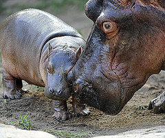 Hi, Kumba — This Big Hippo Babe Measures Up!