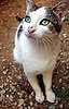 To the Rescue: How to Make Friends With a Friend's Cat