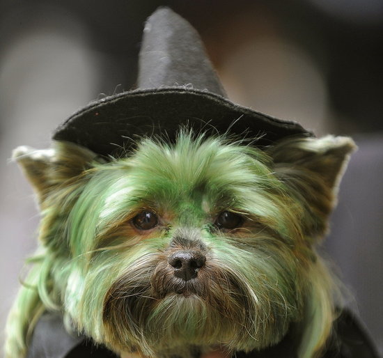 It's All For Splendid Show at the Times Square Dog Day Masquerade! It's All For Splendid Show at the Times Square Dog Day Masquerade!