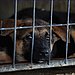 Myth: Dogs Are in Shelters Because They Were Not Good Pets.