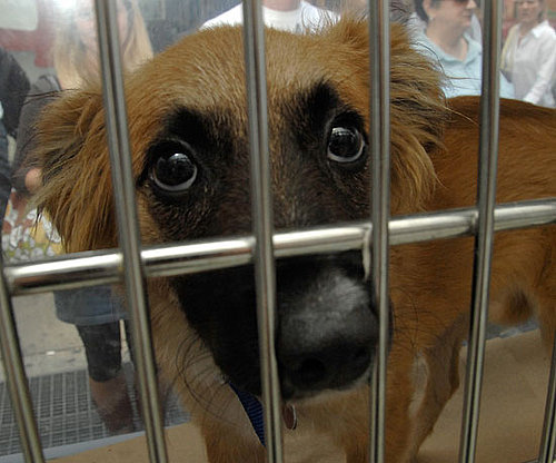 Myth: Shelter Dogs Are All Off the Streets. Myth: Shelter Dogs Are All Off the Streets.