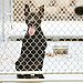 Myth: All Shelter Dogs Have a History of Abuse.