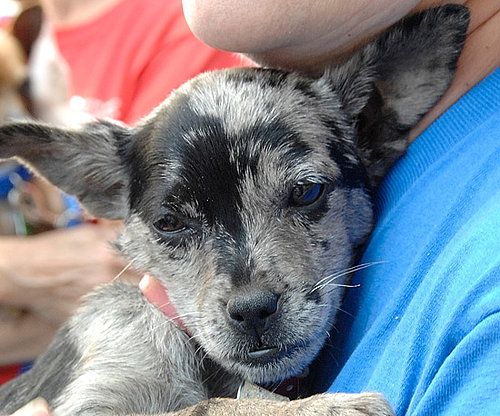 Myth: Shelter Dogs Are Medical "Gambles." Myth: Shelter Dogs Are Medical "Gambles."