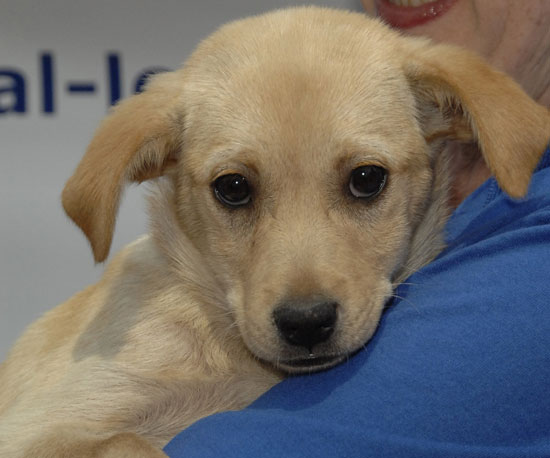 Myth: These Dogs Are Untrained.