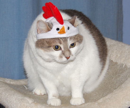 Chicken Hat, Chicken Cat Chicken Hat, Chicken Cat