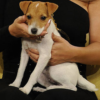 Name Famously Furry Faces: Jack Russell Terrier Edition! 