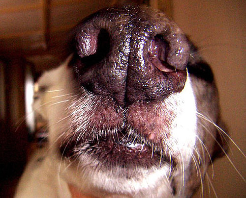  Does Your Nose Know These Facts About Wet Doggie Snouts?