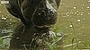 Baby Pygmy Hippo Born in Scotland 