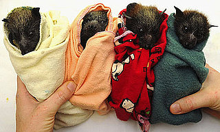 Trivia About Bats