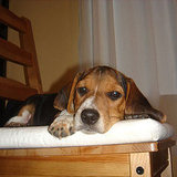 Guess What Breed Superquiz: Ain't Nuthin' but a Hound Dog Guess What Breed Superquiz: Ain't Nuthin' but a Hound Dog